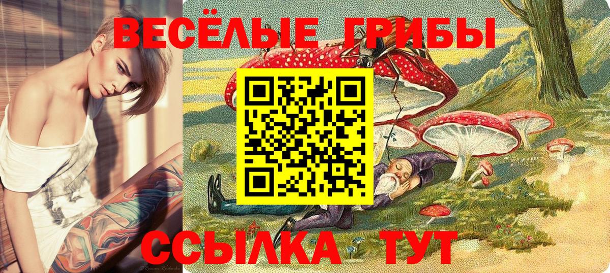 Галлюциногенные грибы Psilocybe Саратов